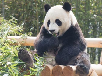[Small Group Tour] Everland (an outdoor Theme Park)